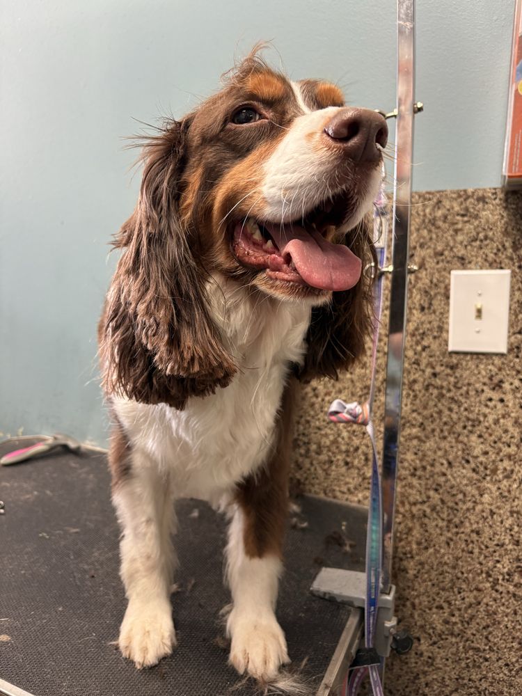 Woof Happy Tails - pet boarding facility in Little Rock, AR