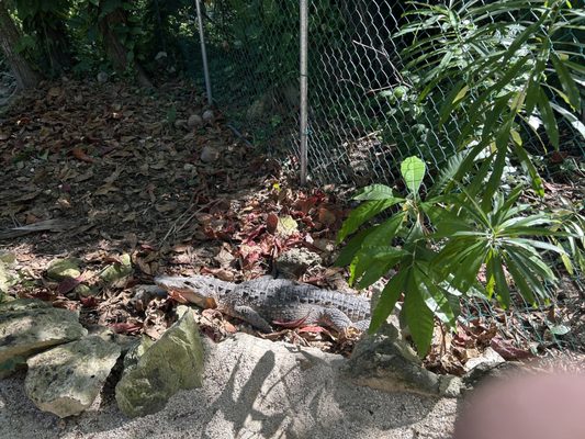 Croco Cun Zoo by null