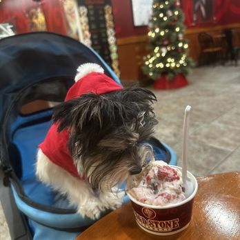 Cold Stone Creamery - a dog in a santa outfit - Ice Cream & Frozen Yogurt Near Me - Indialantic, Florida