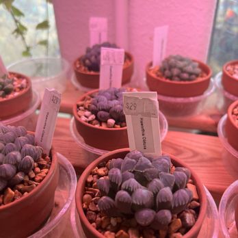 The Plant Sitter - Nurseries & Gardening Near Me - San Jose, California The Plant Sitter - Nurseries & Gardening Near Me - San Jose, California
