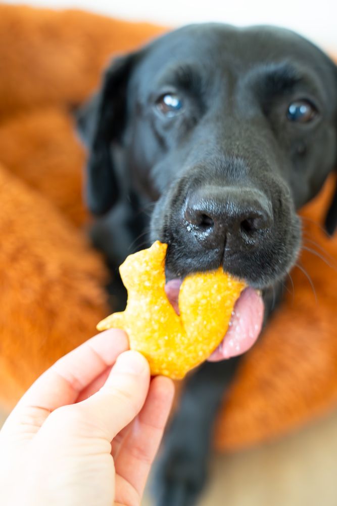 The Canine Cookie Company