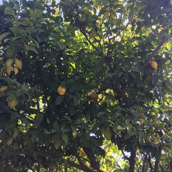 Picchetti Winery - Wineries Near Me - Cupertino, California