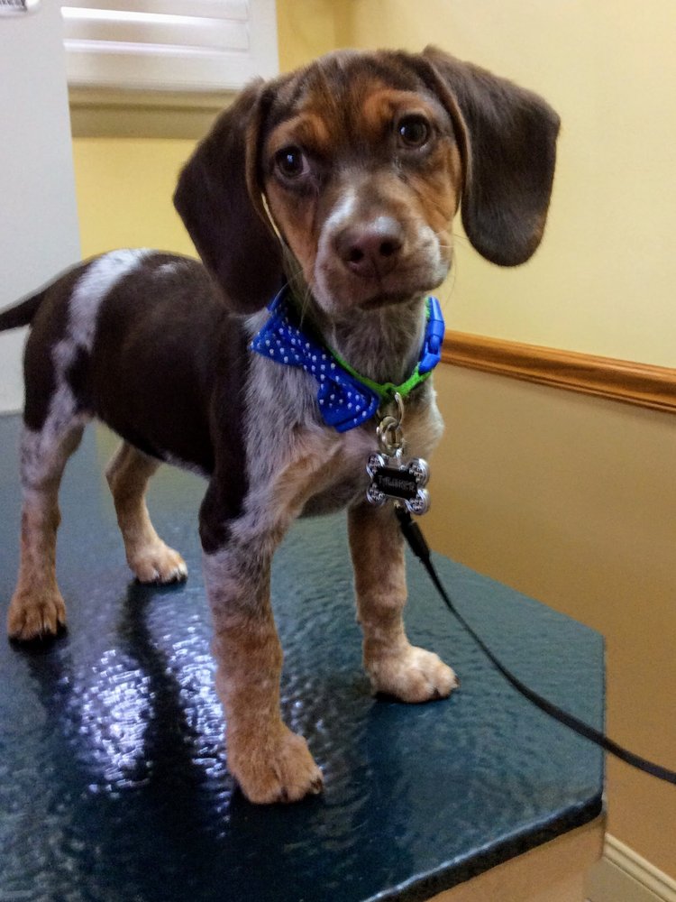 TENDER TOUCH VETERINARY HOSPITAL Updated August 2024 151 Wexford