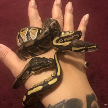Reptile Factory Downey - Two Baby Ball Pythons 3 Months Old (Sadly Not Purchased From Here). We Started Purchasing Their Feeder Rats From Reptile Factory - Reptile Shops Near Me - Downey, California Reptile Factory Downey - Two Baby Ball Pythons 3 Months Old (Sadly Not Purchased From Here). We Started Purchasing Their Feeder Rats From Reptile Factory - Reptile Shops Near Me - Downey, California