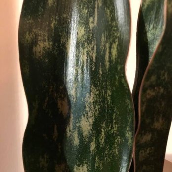 Paradise Found Nursery - SANSEVIERIA KIRKII V PULCHRA PINK FOUNTAIN - Nurseries & Gardening Near Me - Sarasota, Florida Paradise Found Nursery - SANSEVIERIA KIRKII V PULCHRA PINK FOUNTAIN - Nurseries & Gardening Near Me - Sarasota, Florida