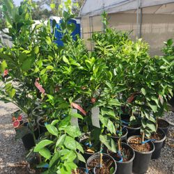 Citrus Trees Nola - citrus trees
