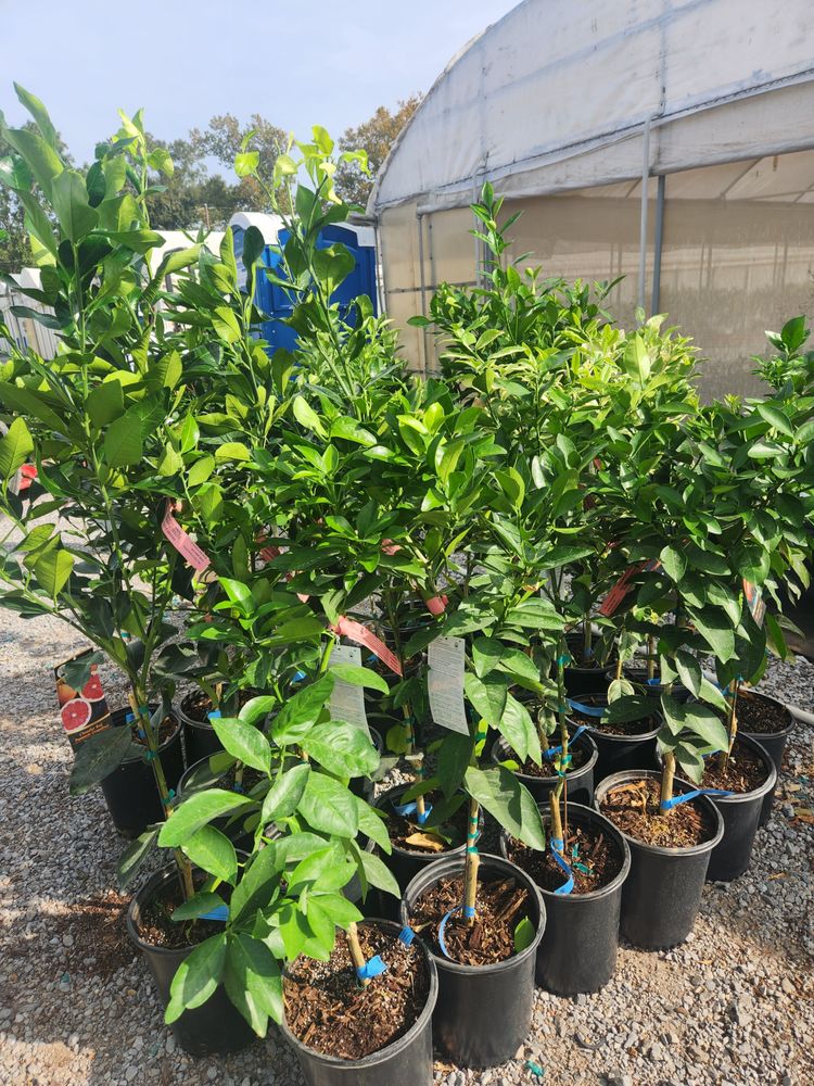 Citrus Trees Nola