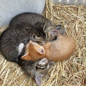 Impossible Acres Farm - Young kittens - Pick Your Own Farms Near Me - Davis, California