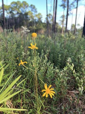 Tarkiln Bayou Preserve State Park by null