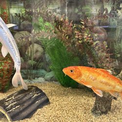 Oregon Acupuncture Center - Shi Shui ( blue koi ) and Pepito ( orange koi ) are greeting people in the reception area