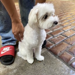 My Maltese after his full-groom! My Maltese after his full-groom!