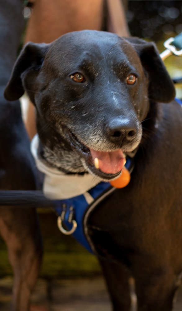 ALPINE KENNELS Updated September 2024 10 Reviews 1021 Stoverdale