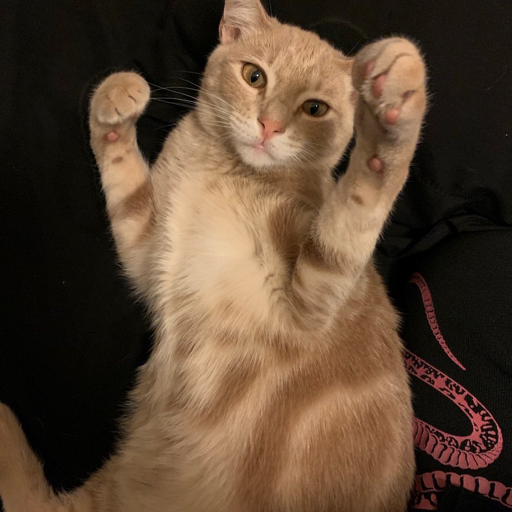 Do You Need A Dog License In Los Angeles