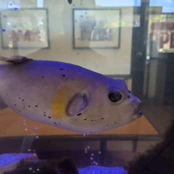 Beef 'n Bun - Puffer fish - Burgers Near Me - El Cajon, California