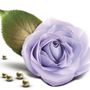 Photo of Balsam Rose Massage