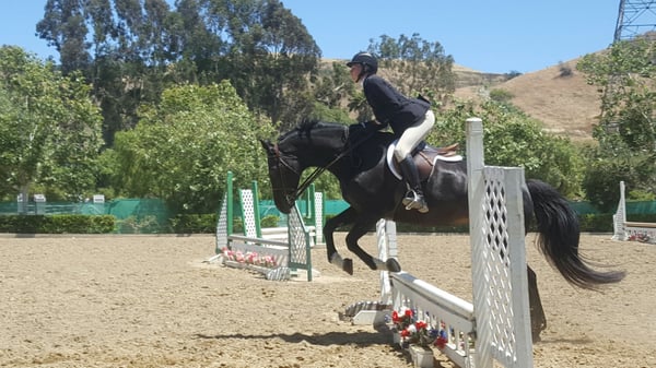 Le Cheval Sport Horses by null