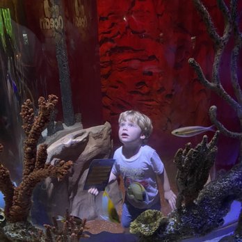 Sea Life - Aquariums Near Me - Orlando, Florida Sea Life - Aquariums Near Me - Orlando, Florida