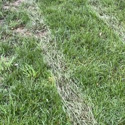 Agro Lawn