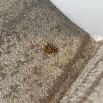 Hotel del Coronado, Curio Collection by Hilton - One of many dead bugs found around the property. - Coronado, CA
