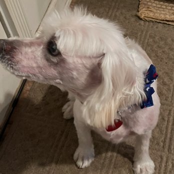Pawsperity Grooming School - Botch job today - Pet Groomers Near Me - Kansas City, Missouri