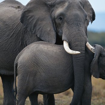 Travel Beyond - Elephants in the Masai Mara, Kenya - Travel Services Near Me - Wayzata, Minnesota