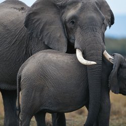Travel Beyond - Elephants in the Masai Mara, Kenya