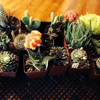 Geffray's Cactus Gardens - Awesome selection that I brought home from Geffray's Cactus Gardens! - Nurseries & Gardening Near Me - Chico, California