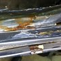Photo of Nansemond Autobody