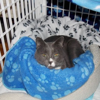 Pet Passages - Indy - Pet Cremation Services Near Me - Livonia, Michigan Pet Passages - Indy - Pet Cremation Services Near Me - Livonia, Michigan