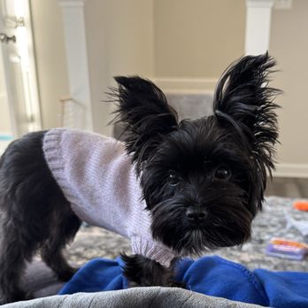 Artisan Yorkies - Pet Breeders Near Me Artisan Yorkies - Pet Breeders Near Me