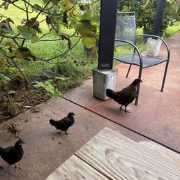 Cutie chickens Cutie chickens