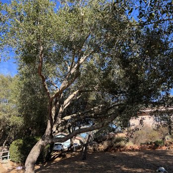 Ramborista Tree Service - Tree Services Near Me Ramborista Tree Service - Tree Services Near Me