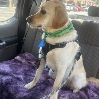 Plush Puppy Dog Grooming - Pet Groomers Near Me - Galt, California Plush Puppy Dog Grooming - Pet Groomers Near Me - Galt, California