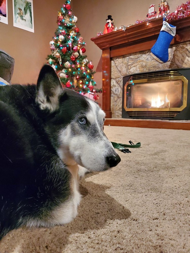 RANCHO PET HOSPITAL 126 Photos & 134 Reviews 3101 Zinfandel Dr