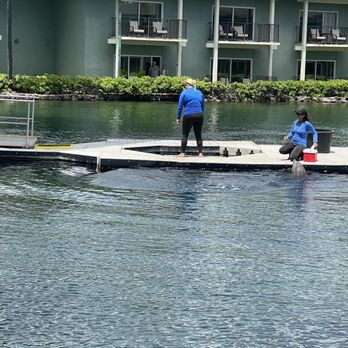 Dolphin Quest - Tours Near Me - Honolulu, Hawaii Dolphin Quest - Tours Near Me - Honolulu, Hawaii