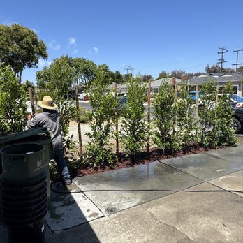 Vasquez Tree Specialists & Landscaping - Finishing up new cherry laurel hedge trees - Landscaping Near Me Vasquez Tree Specialists & Landscaping - Finishing up new cherry laurel hedge trees - Landscaping Near Me
