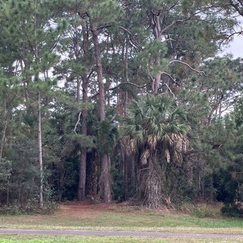Seminole Palms Park - Just one picture if the many trees! - Baseball Fields Near Me - Royal Palm Beach, Florida
