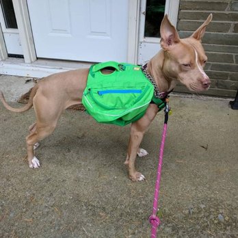Barkers - Check out my new backpack. - Dog Walkers Near Me Barkers - Check out my new backpack. - Dog Walkers Near Me