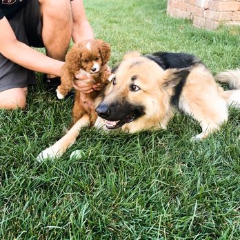 Heather's Heavenly Hounds - Henry and his big brother on the first day home - Dog Walkers Near Me - Roanoke, Illinois