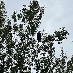 Haines Rafting Company - Bald eagle sitting in a tree that we raft under