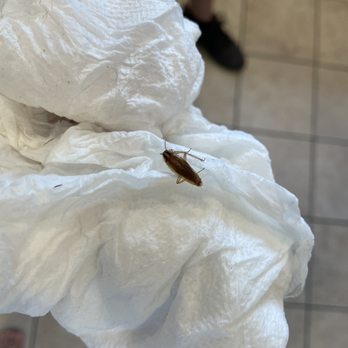 Twiddy - Roaches, dirty conditions, disrepair and water damage/leaking pipes - Vacation Rentals Near Me - Duck, North Carolina Twiddy - Roaches, dirty conditions, disrepair and water damage/leaking pipes - Vacation Rentals Near Me - Duck, North Carolina