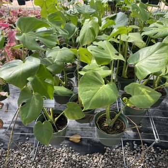 Mari's Gardens - Nurseries & Gardening Near Me - Mililani, Hawaii