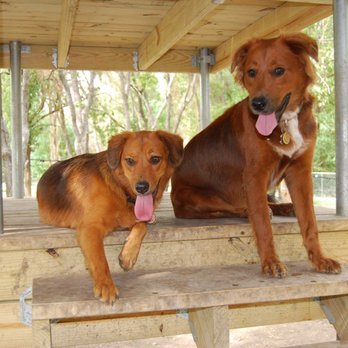 Dogs Mind Training - My Sophie hanging out with my daughter's dog, Monkey. - Pet Training Near Me