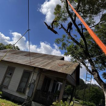 Veloz Tree Services - No matter how hart is i get it done. - Tree Services Near Me Veloz Tree Services - No matter how hart is i get it done. - Tree Services Near Me