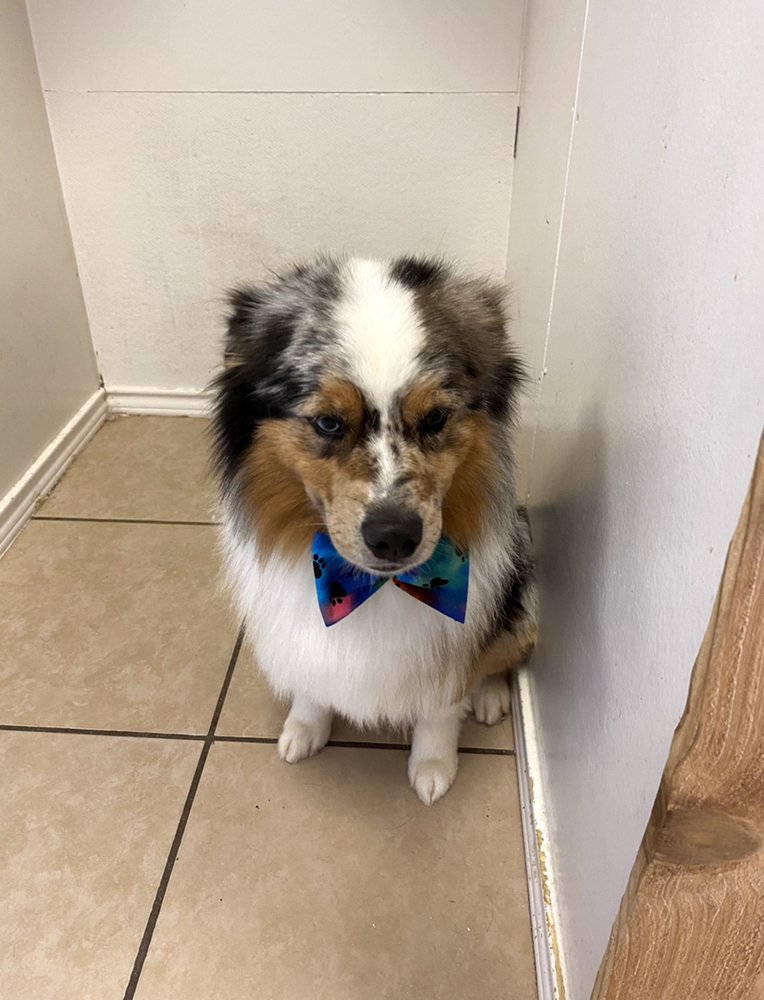 FLUFF N CUT MOBILE GROOMING Updated August 2024 11 Photos Corpus