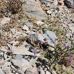 Phoenix Mountain Preserve - Purple wildflowers