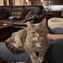 Countryside Animal Hospital of Tempe
