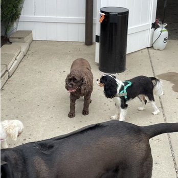 Pack Mentality - Pet Boarding Near Me - Dover, New Jersey
