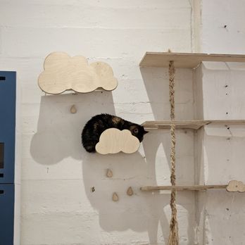 KitTea - Pet Adoption Near Me - San Francisco, California