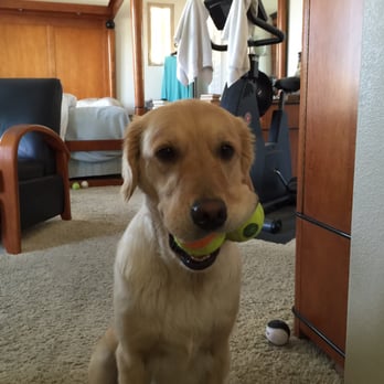 PetSmart Dog Training - Our sweet girl pre haircut (with whiskers)! - Pet Stores Near Me - Tustin, California